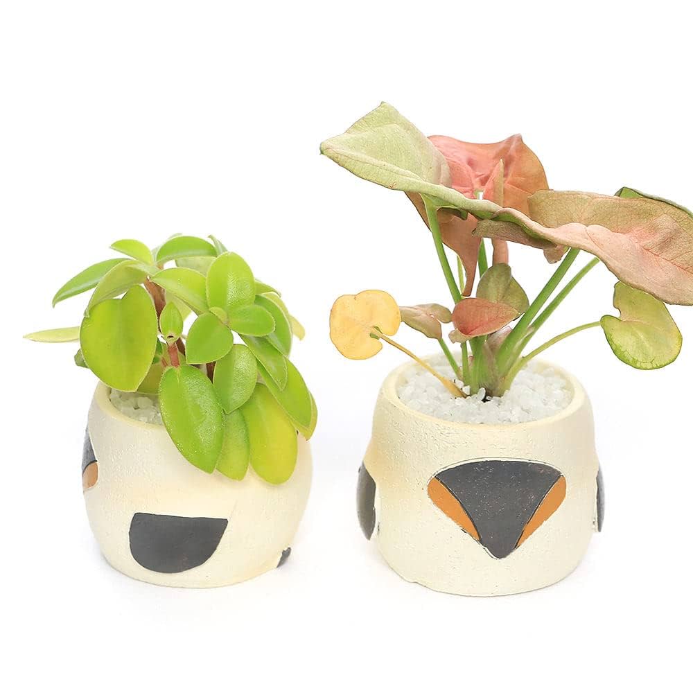 Amazon｜【charm】（観葉植物）おまかせミニ観葉 リトルアニマル